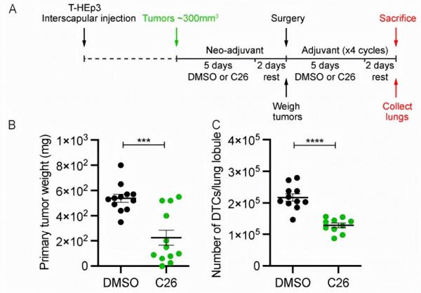殺不死,殺不盡,那就讓癌細胞休眠?癌細胞控制新方法 殺不死,殺不盡,那就讓癌細胞休眠?癌細胞控制新方法