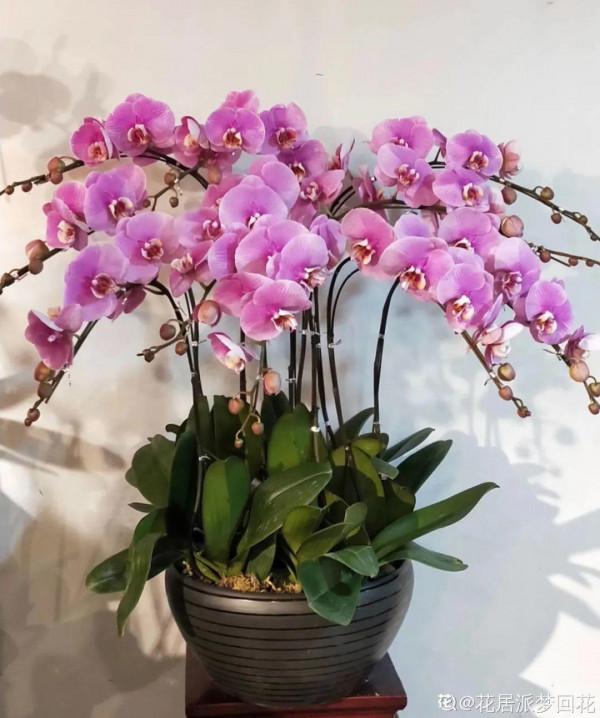 能開大半年的&OpenCurlyDoubleQuote;蝴蝶花&rdquo;，皮實耐陰好養活，養在家裡喜慶熱鬧