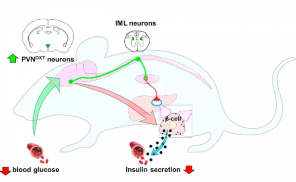 腦科學日報：下丘腦與胰島&beta;細胞的跨神經迴路連線