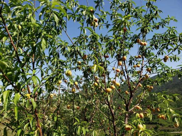孟宗故里雨山行