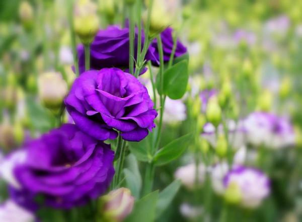 五彩斑斕洋桔梗花 五彩斑斕洋桔梗花