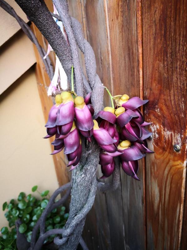 禾雀花：猶如禾雀飛舞