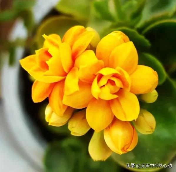 鵝黃色長壽花，給你帶來清新寧靜的淡淡溫暖