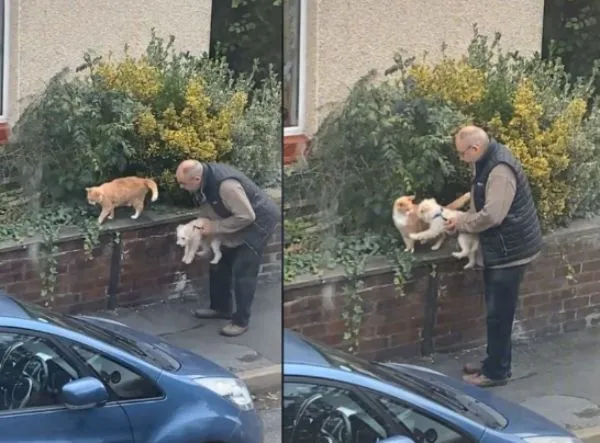 老人遛狗見貓鄰居暖心打招呼,出奇不意的溫暖,給人滿滿的正能量 老人遛狗見貓鄰居暖心打招呼,出奇不意的溫暖,給人滿滿的正能量