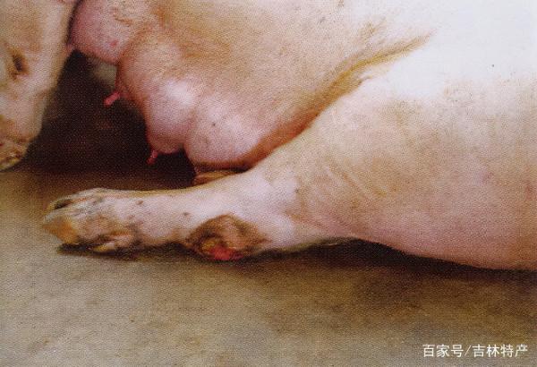 豬食鹽中毒怎麼治