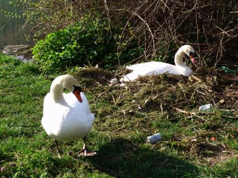 2019年，公天鵝遭灰狼襲擊，母天鵝急求老人相救，夫妻情深