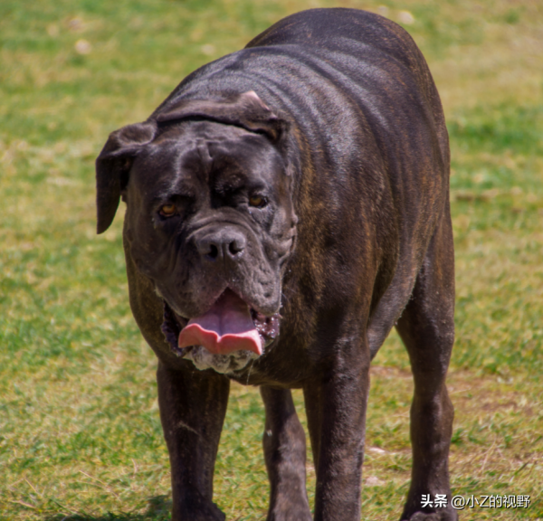 五種大型犬，每種都有強大戰力，它們是怎麼培育出來的？