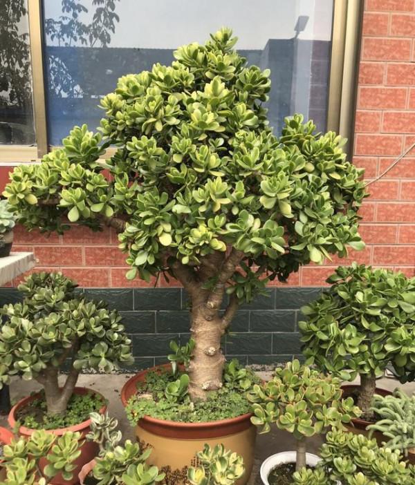 能養成老樁的“7種花”,吉祥大氣“生長年限長”,越養越喜歡 能養成老樁的“7種花”,吉祥大氣“生長年限長”,越養越喜歡