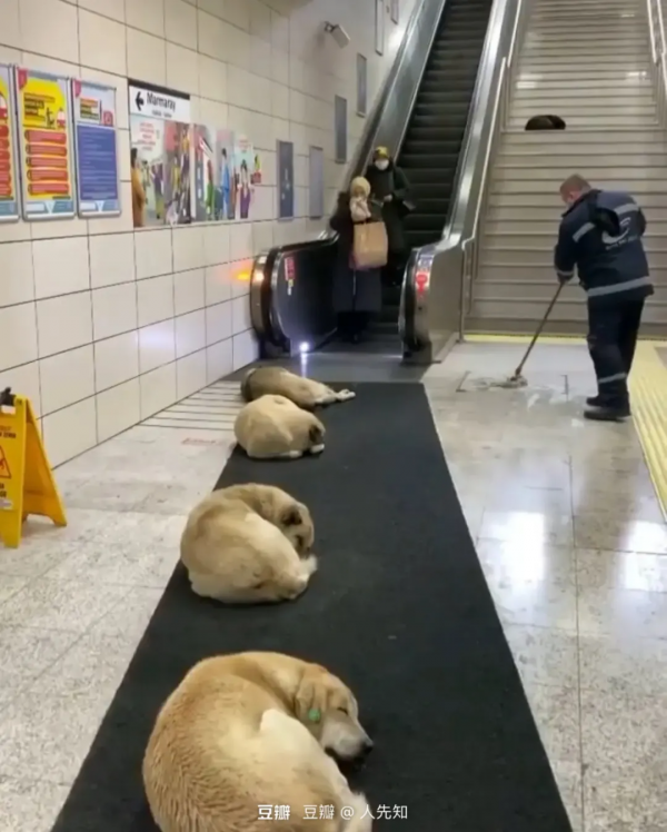 偶遇路中央喝水的流浪貓，大叔停車等候，畫面過暖