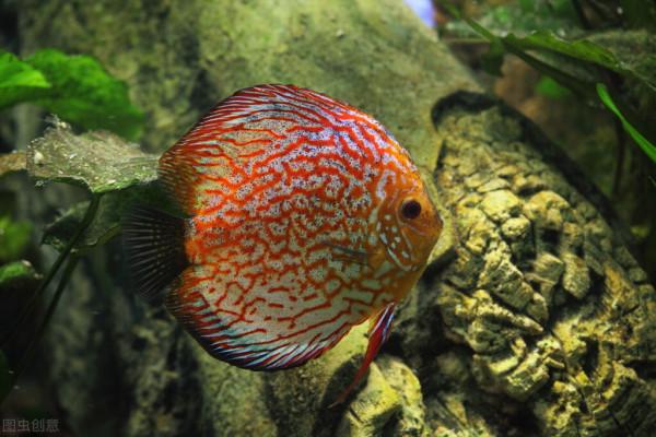 10種最有異國情調的熱帶魚