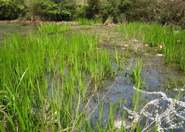 吃不完的月餅可以拿去打窩喲