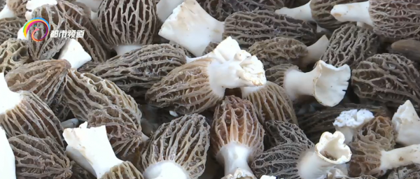 羊肚菌價格下降 松露價格上漲