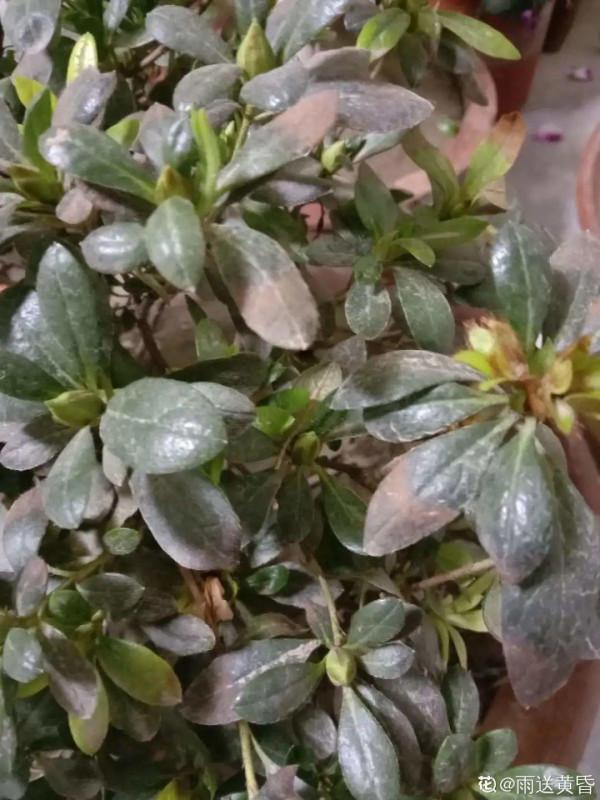 黃葉、落葉、爛根…夏天的杜鵑,太難養了 黃葉、落葉、爛根…夏天的杜鵑,太難養了