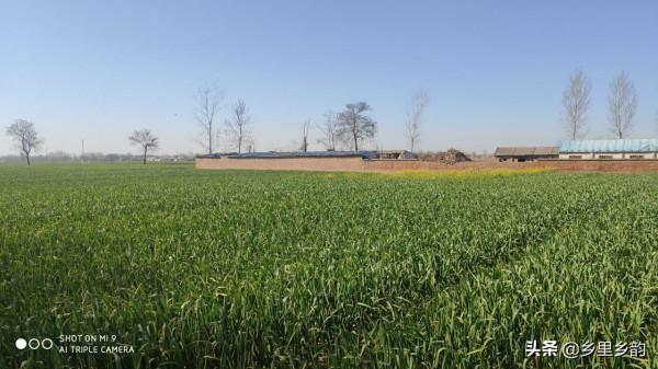 播種大蒜做好這四個步驟,徹底解決出苗慢,而且苗齊、苗壯 播種大蒜做好這四個步驟,徹底解決出苗慢,而且苗齊、苗壯