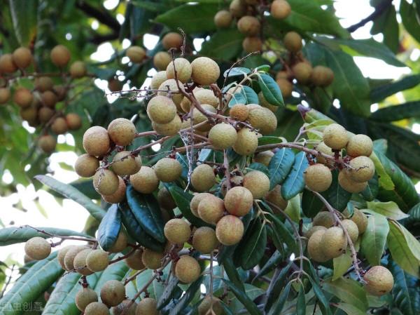 龍眼樹盆栽怎麼養殖？龍眼樹一般適宜生長在多少度的溫度環境中？