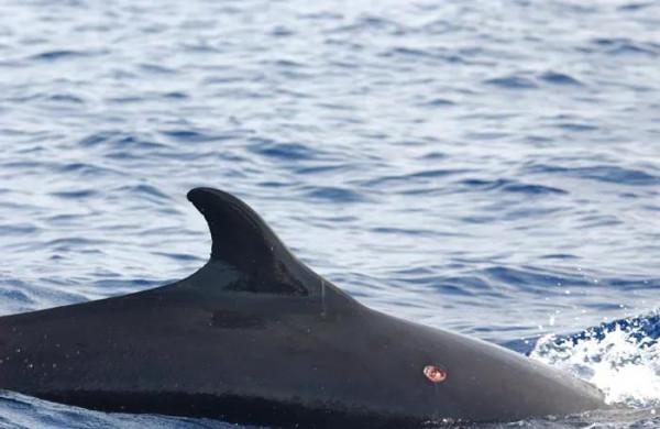 它們有個綽號——恐怖咬鯨怪