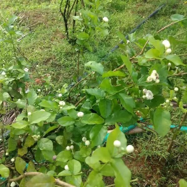 便宜買來的盆栽茉莉開完花就枯萎，花葉不斷掉，你一開始就買錯了