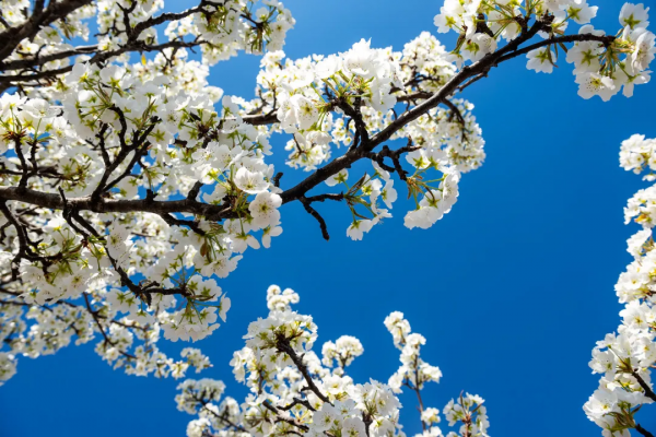 川藏南北線看花，追逐中國最美的春天