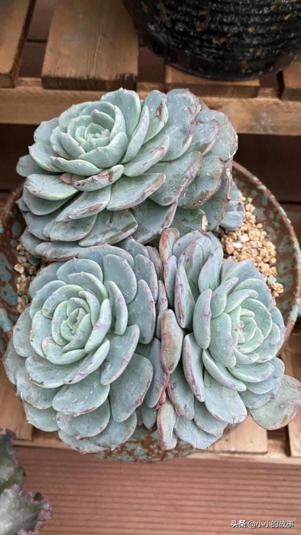 入冬的多肉 入冬的多肉