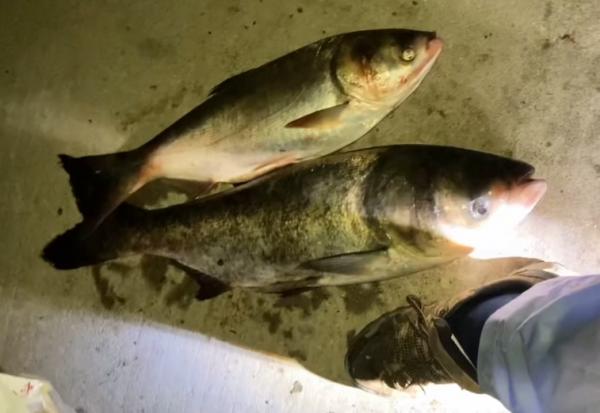 南京一河道鰱鱅“井噴”，大的七八斤，有人把釣臺搭在“河中間”