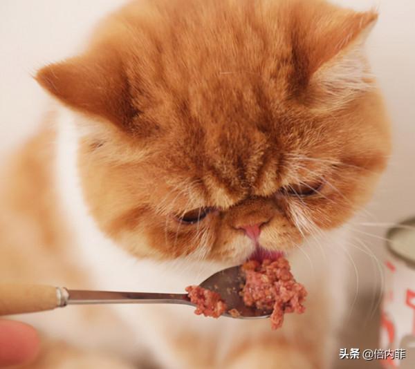 貓咪不愛喝水怎麼破？這3點對貓咪至關重要