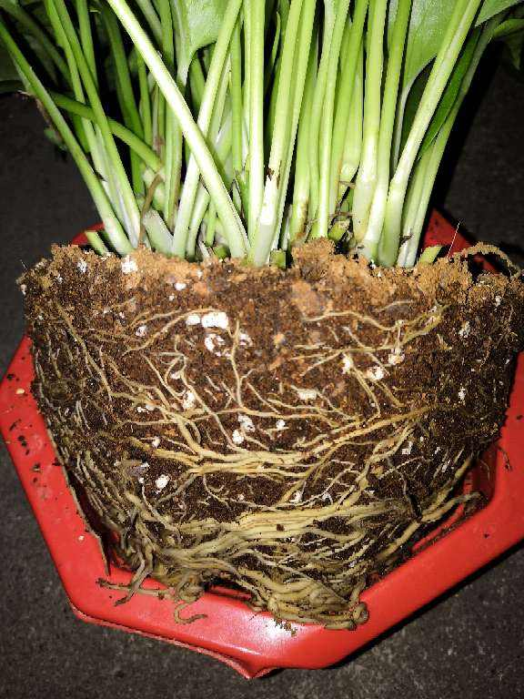 土壤板結像磚頭，4個方法學會，花卉呼吸特暢快