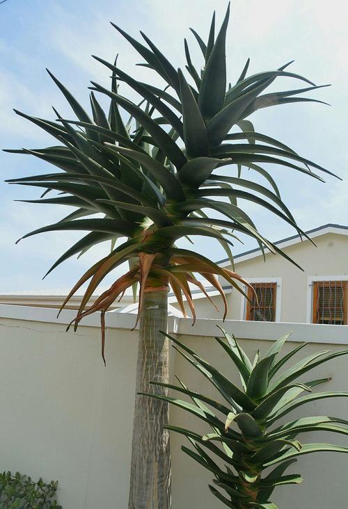 5種“漂亮花”，從來不生蟲，家裡乾淨衛生，花開不斷，真省心