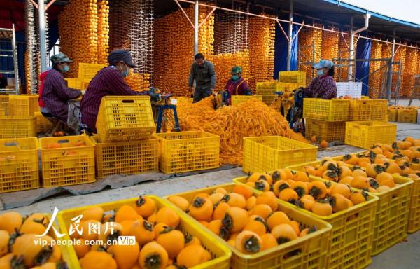 陝西富平：又是一年柿子紅