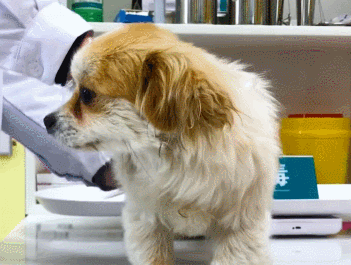 流浪狗被收留後患了細小，聽到治療費用主人慾放棄，不過結局很暖