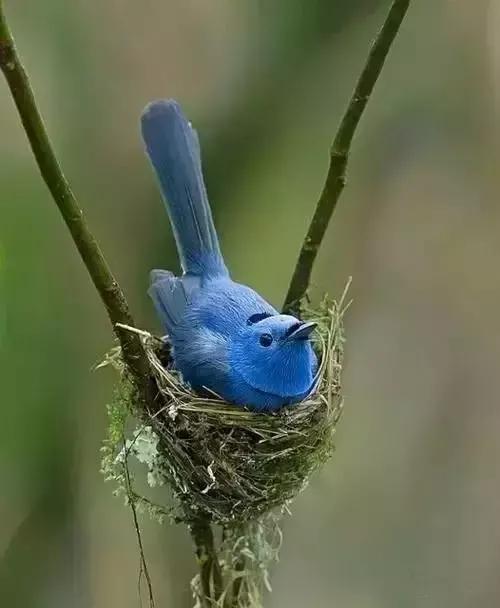 分享圖片：精美絕倫的鳥兒。顏色鮮豔，姿態優美，太招人喜歡了