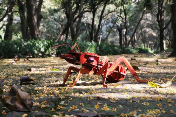 穿過密林，渡過小溪，美洲雨林兄弟的叢林好奇之旅