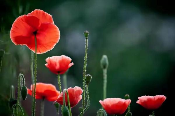 阿姨的兒子結婚10年了，沒回家過一次年，其原因讓父母心疼又氣惱