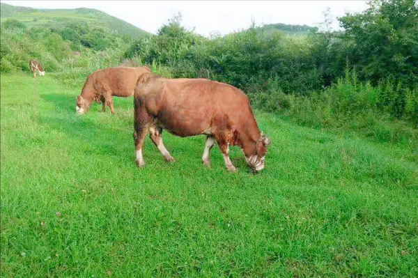 散養牛每天都吃飽了，但是長得慢，是什麼原因？如何快速育肥？