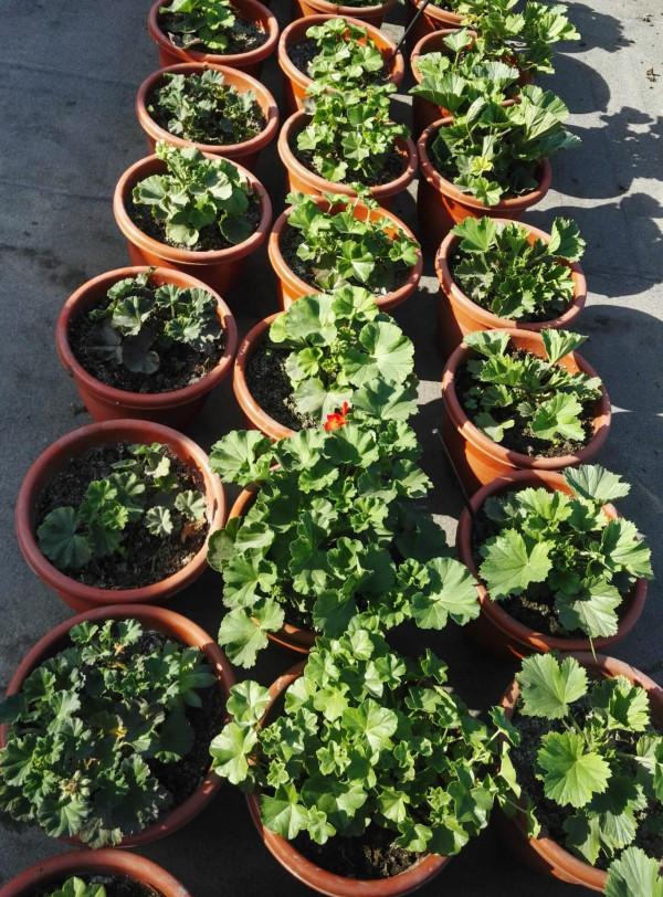 天竺葵的7個“大優點”,一年四季花不斷,家裡養十盆也不嫌多 天竺葵的7個“大優點”,一年四季花不斷,家裡養十盆也不嫌多