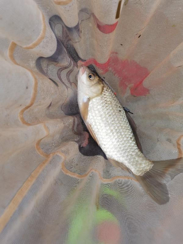 吸取上次打窩教訓，高頻抽窩法立竿見影