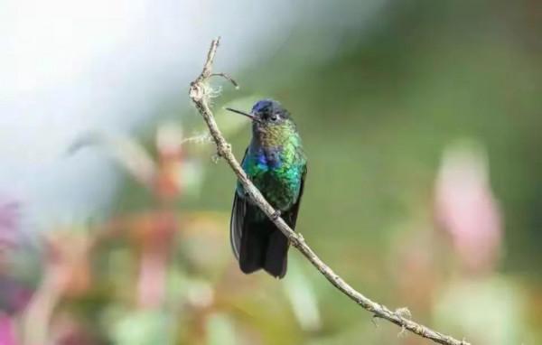 分享圖片&mdash;&mdash;可愛的小小鳥兒