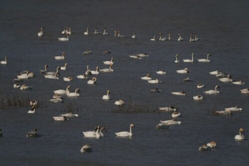 路上偶遇東北虎是什麼體驗？網友：大腦斧能有什麼壞心思呢