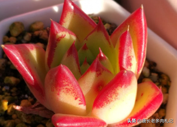 新手花100元如何買多肉？聽老肉友的話，能買很多容易上手的品種