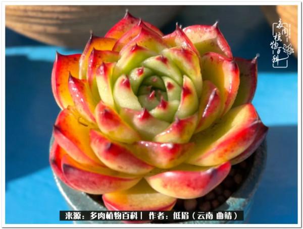 溫暖的多肉微語，陪你度過寒冷的聖誕平安夜！（2021）