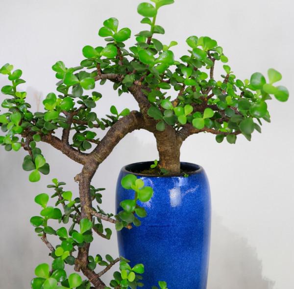 這些漂亮花，名字帶“財意”，養在客廳，吉祥又大氣，還能吸廢氣