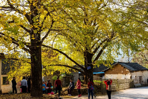 這裡才是銀杏的海洋，2021年廣西銀杏觀賞全攻略