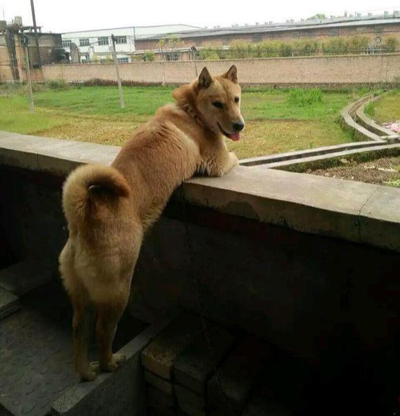 養狗，奉勸你最好不要養&OpenCurlyDoubleQuote;母狗&rdquo;，原因有這幾個