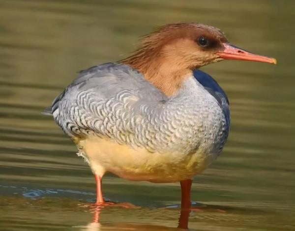 連續第15年！世界瀕危動物中華秋沙鴨飛抵江西龍虎山棲息越冬