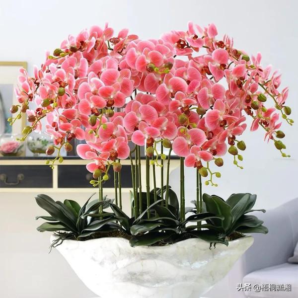 那些植物界的愛馬仕