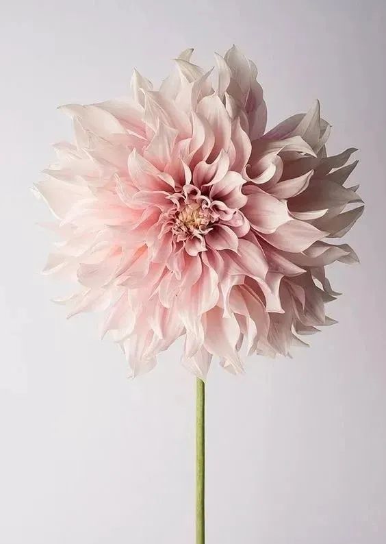 植庫‖豐富多彩的大麗花竟被冠為慘案之名？