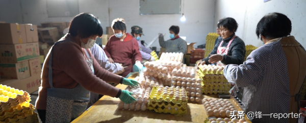 同樣養20萬隻蛋雞，他比別人多收入上百萬元，奧秘是啥？