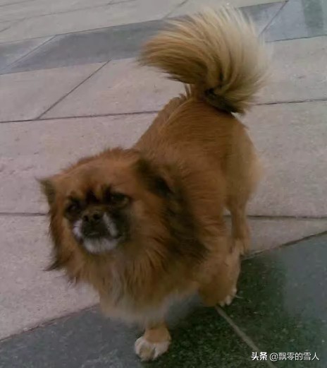 永遠紀念我們的狗狗——“可樂” 永遠紀念我們的狗狗——“可樂”