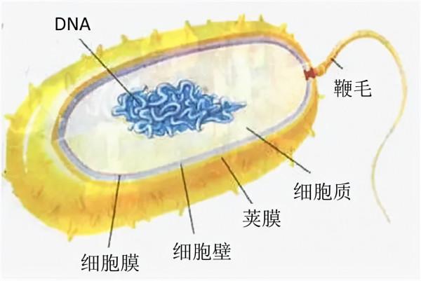 病毒、現代醫學與人類社會