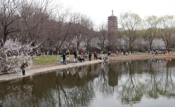 快來打卡！北京這裡有一處“山桃花谷”，花海引人入勝