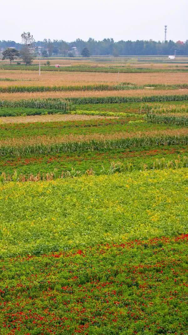 打卡第八十二天 清水辟穀減肥第七十五天